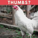 Do Chickens Have Thumbs