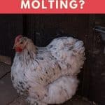 Do Chickens Lay Eggs When Molting