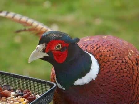 Do Pheasants Attack Chickens