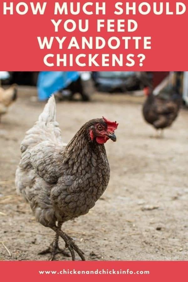 How Much to Feed Wyandotte Chickens