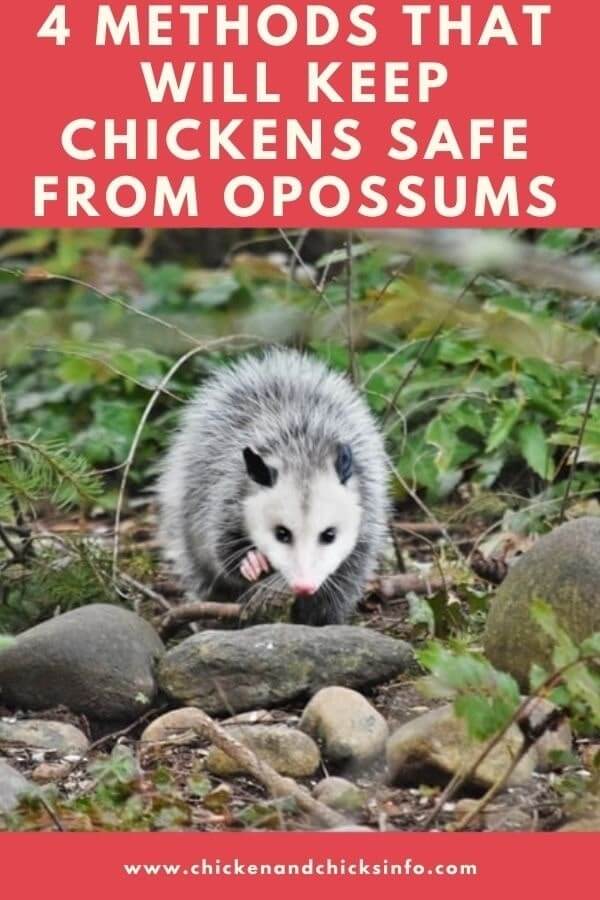 How To Keep Possums Away From Chickens