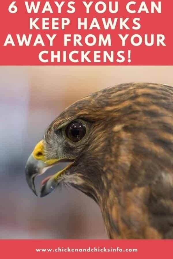 How To Scare Hawks Away From Your Chickens