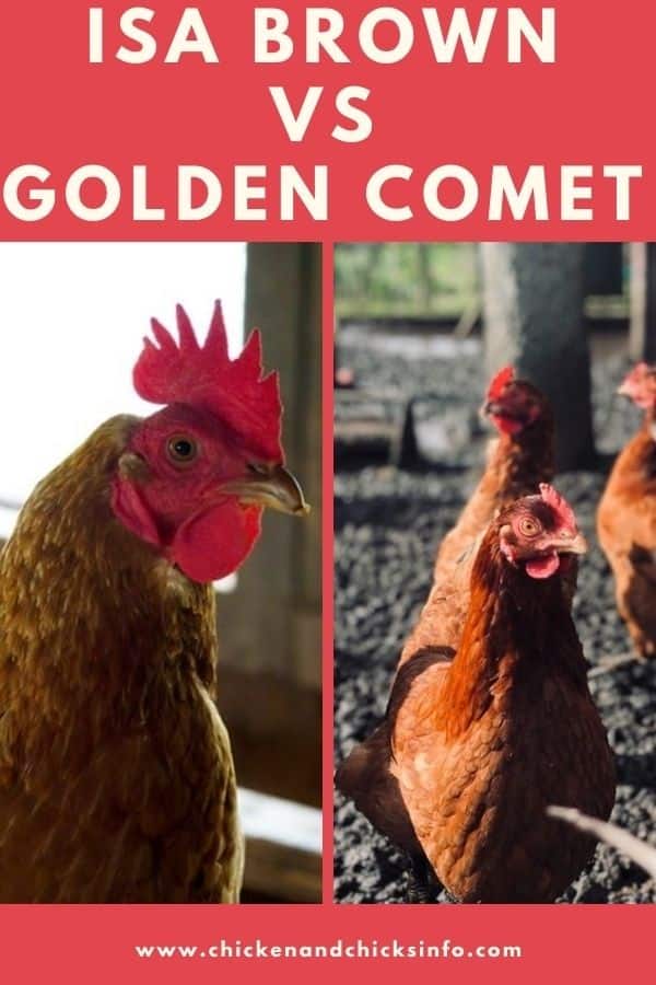 ISA Brown vs Golden Comet