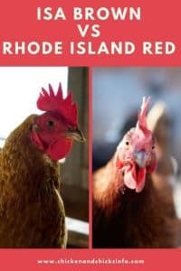 ISA Brown vs Rhode Island Red - Chicken & Chicks Info