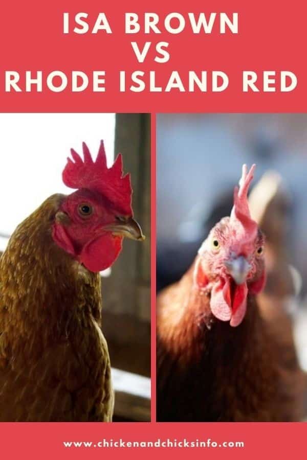 ISA Brown vs Rhode Island Red