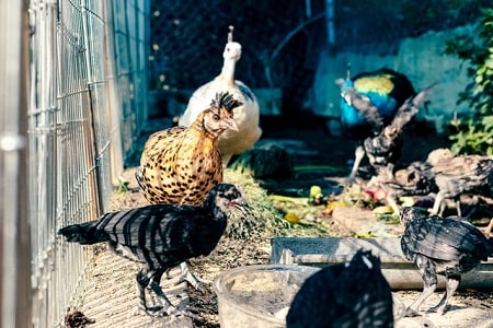 Looking After Peacocks Is Very Different From Chickens