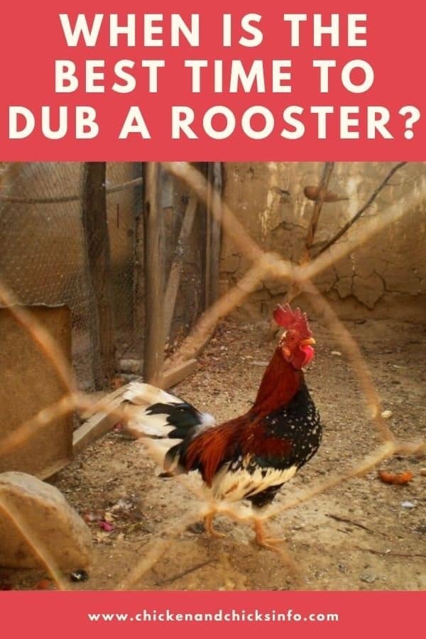 When Is the Best Time to Dub a Rooster? (Age and Reasons Explained