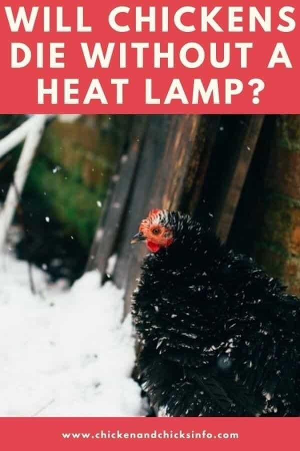 Will Chickens Die Without a Heat Lamp
