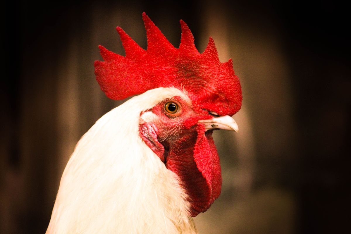 A close-up of a white chicken head.