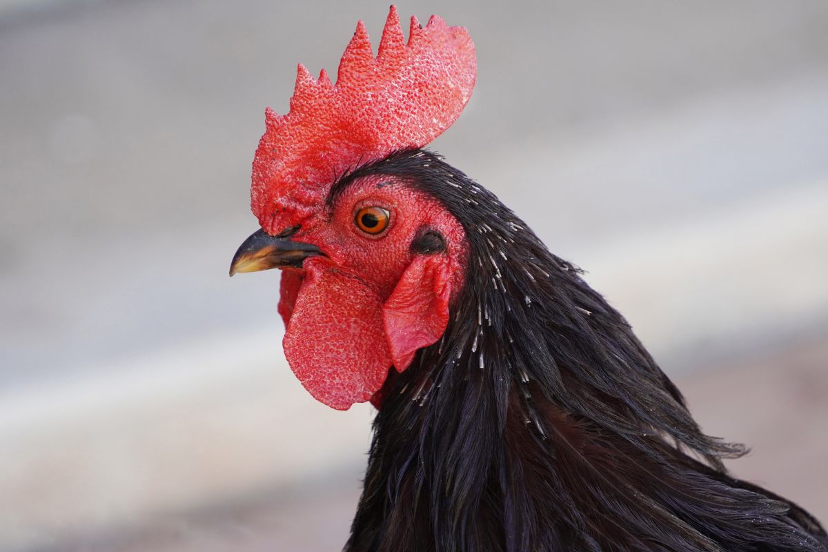 A close-up of a black chicken head.