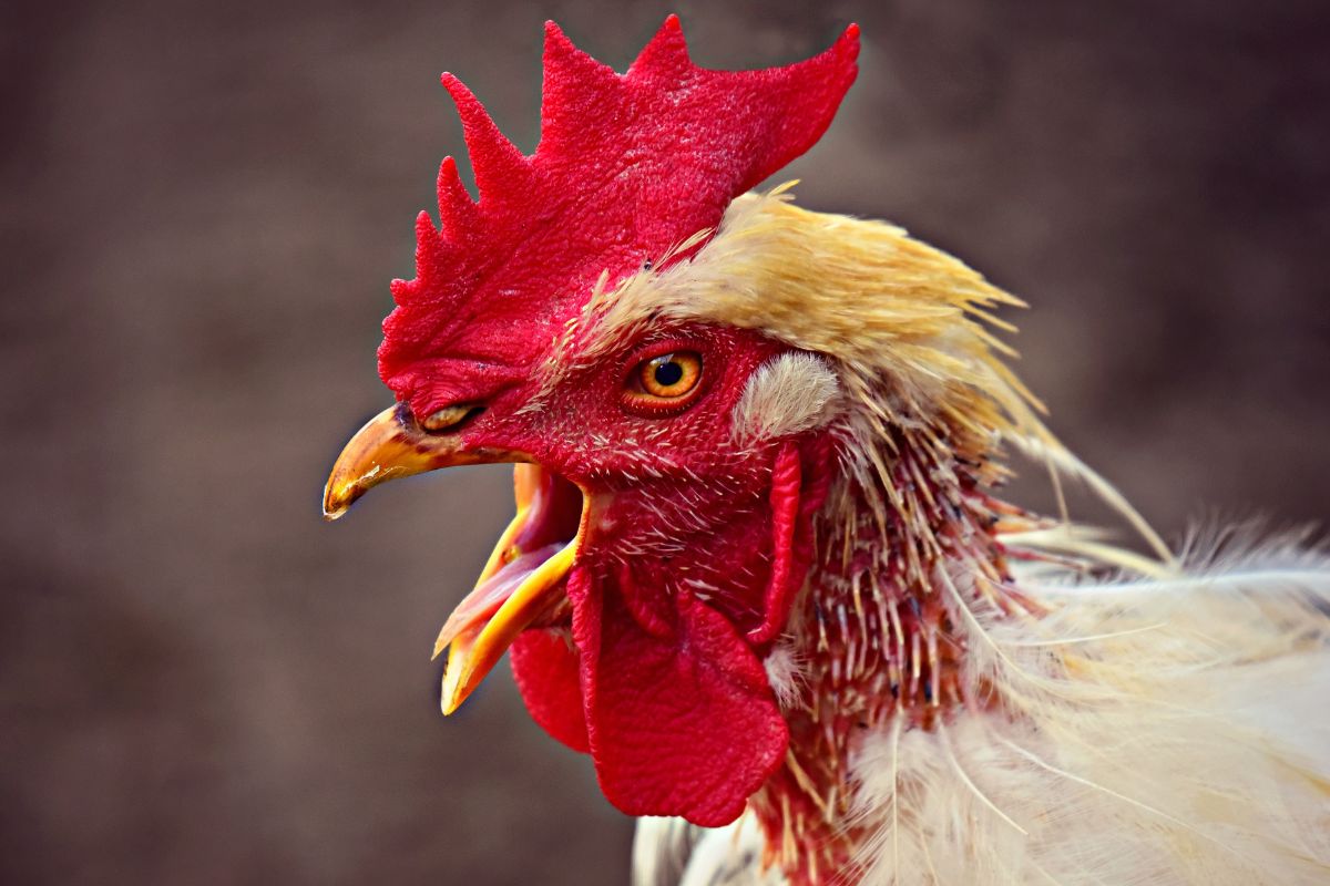 A white chicken with an open beak.