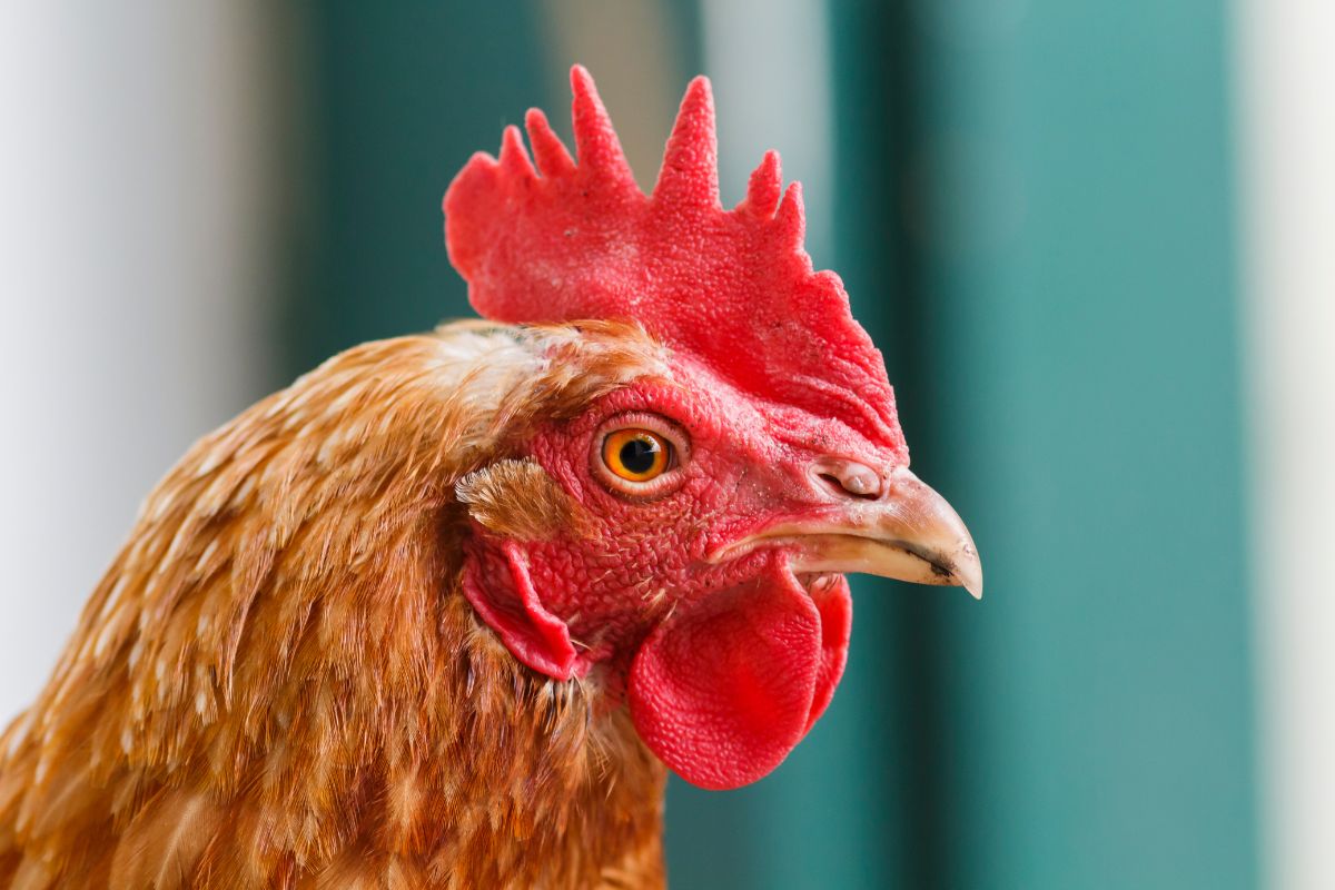 A close-up of a brown chicken head.