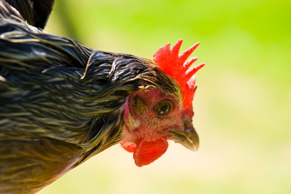 A close-up of a gray chicken head.