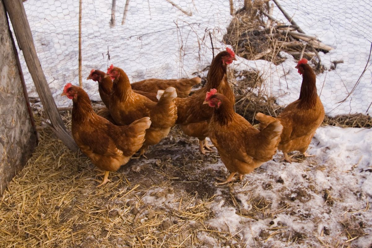A bunch of brown chickens in a snowy backyard.