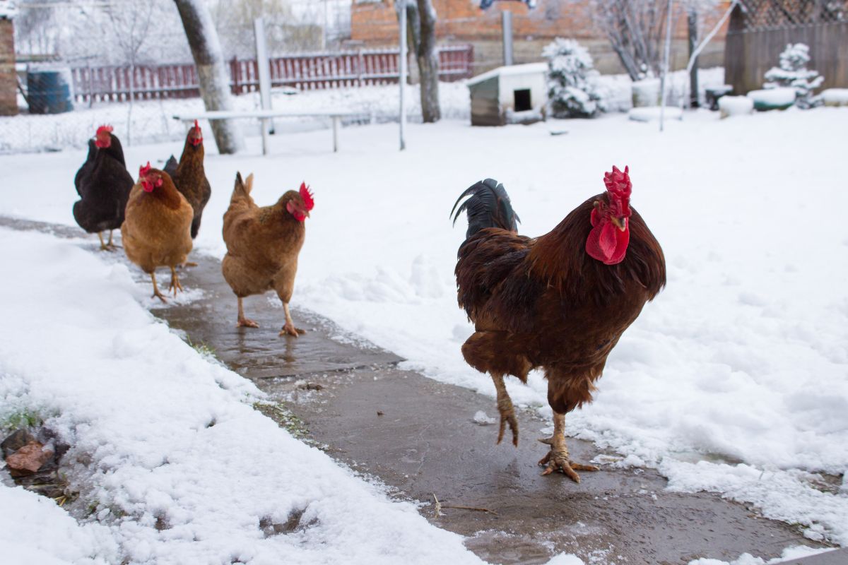 A bunch of chickens and a rooster walking in a snowy backyard.