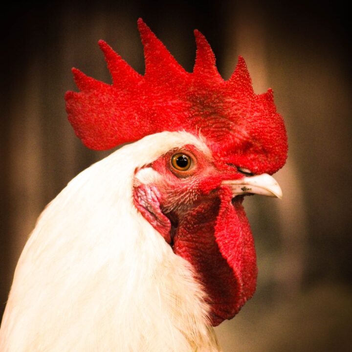 Do All Chickens Have Combs? (What CombLess Means) Chicken & Chicks Info