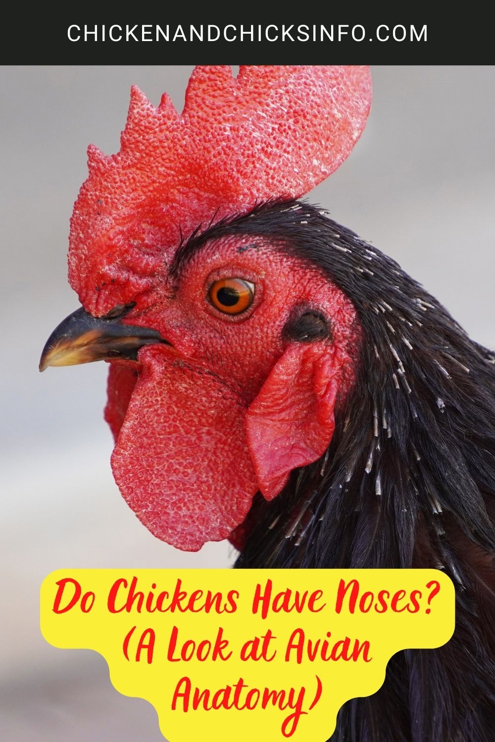 Do Chickens Have Noses? (A Look at Avian Anatomy) poster.
