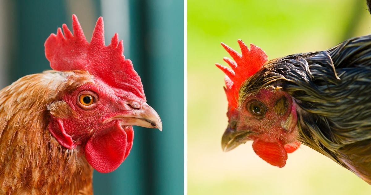 Do Chickens Have Wattles? (They Sure Do, Here's Why!) Chicken