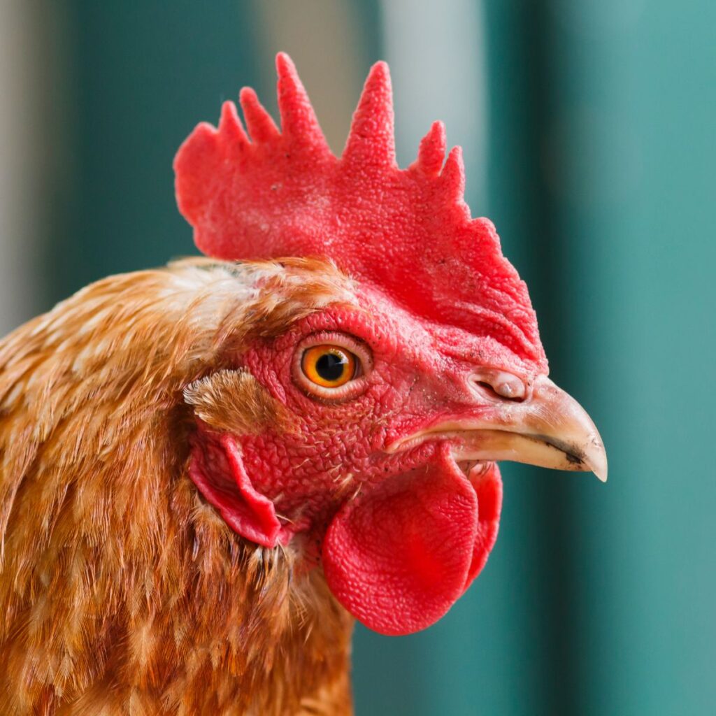 Do All Chickens Have Combs? (What CombLess Means) Chicken & Chicks Info