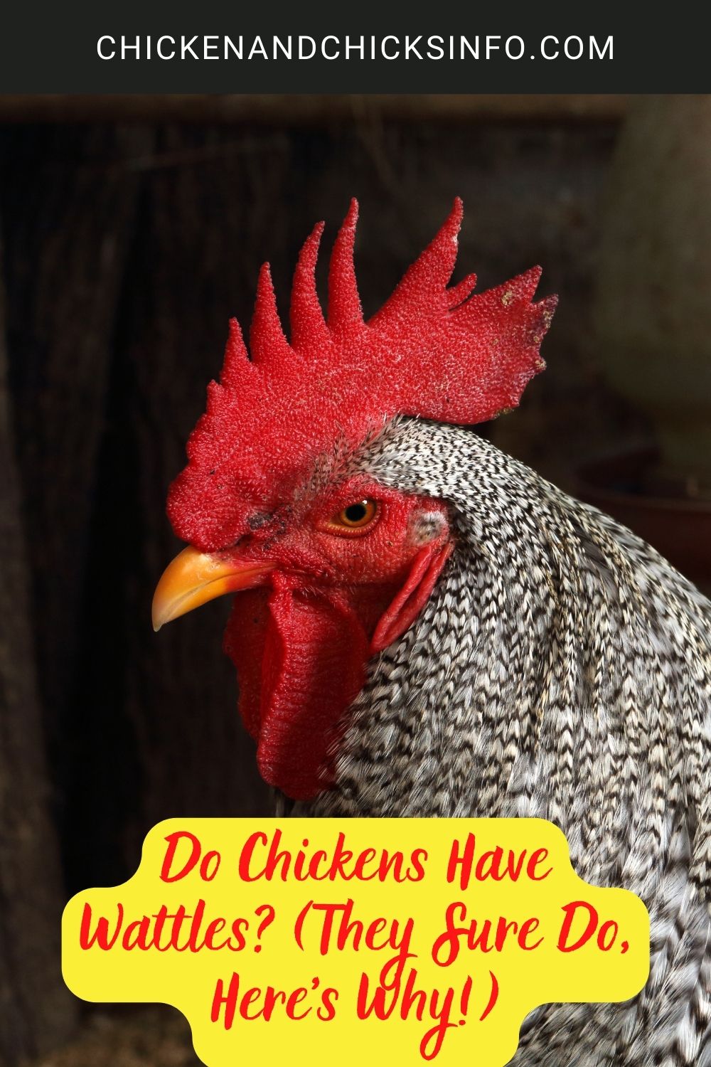 Do Chickens Have Wattles? (They Sure Do, Here's Why!) poster.
