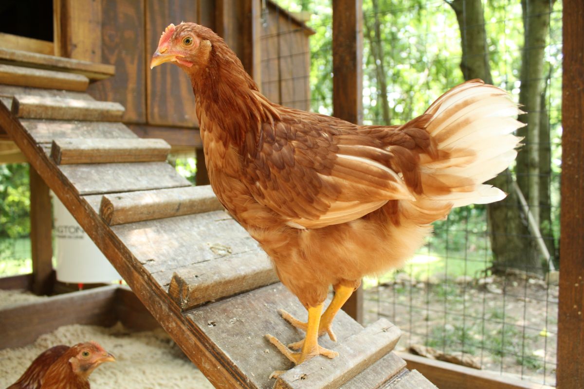 A Golden Comet hen on a coop ladder.