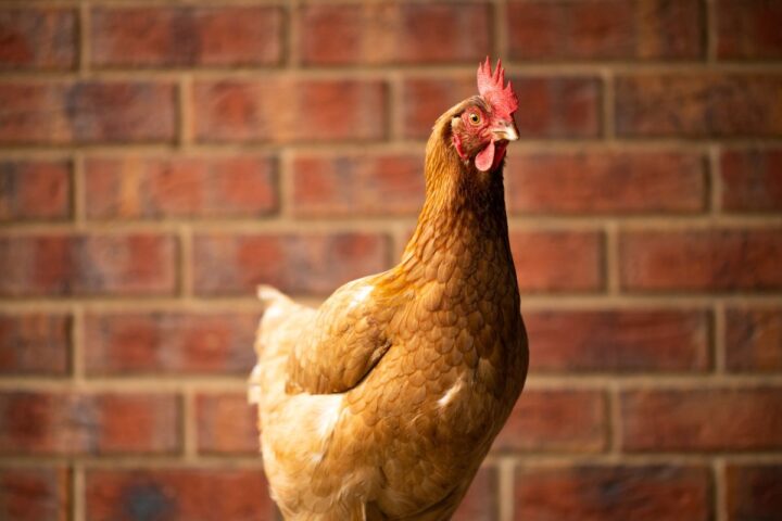 ISA Brown vs Rhode Island Red - Chicken & Chicks Info
