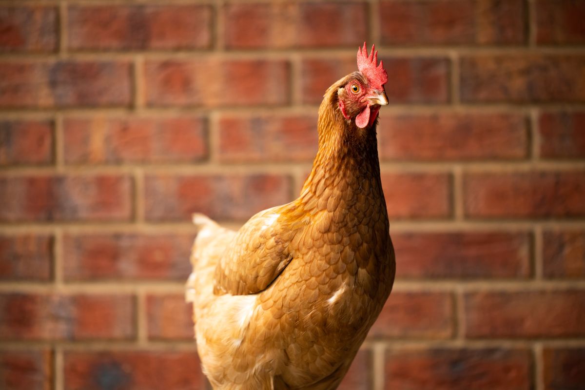 ISA brown chicken on a brick background.