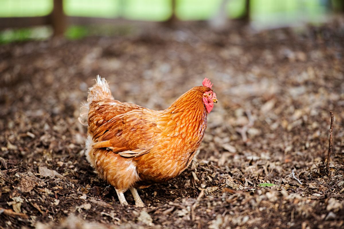 ISA brown chicken in a backyard.