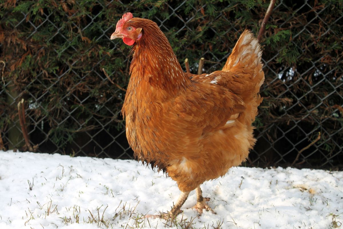 ISA brown chicken in a snowy backyard.
