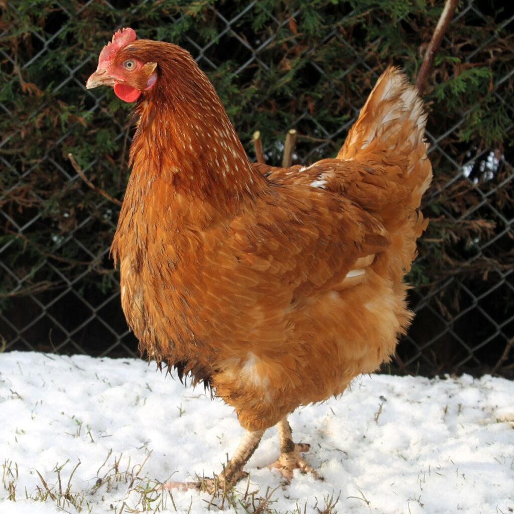 do-chickens-have-noses-a-look-at-avian-anatomy-chicken-chicks-info