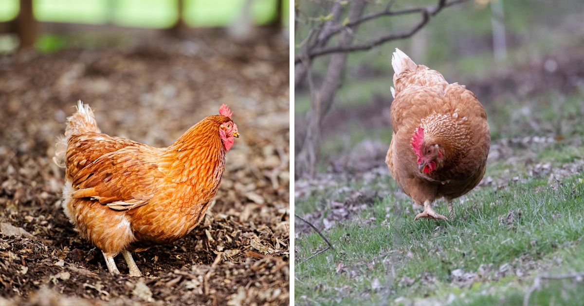 Image of ISA brown chicken and image of Lohman brown chicken.