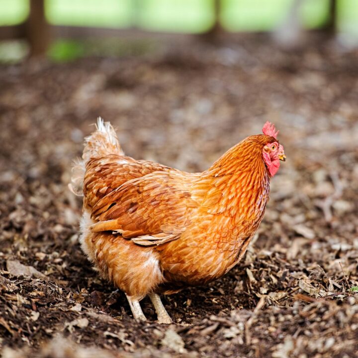 Chickens Chicken Chicks Info Chickens Chicken Chicks Info