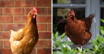 ISA Brown vs Rhode Island Red - Chicken & Chicks Info