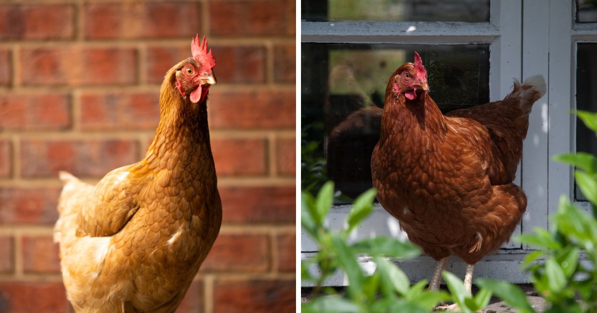 Image of ISA brown chicken and image of Rhode Island Red chicken.