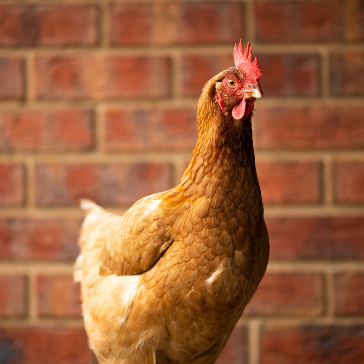 do-chickens-have-noses-a-look-at-avian-anatomy-chicken-chicks-info