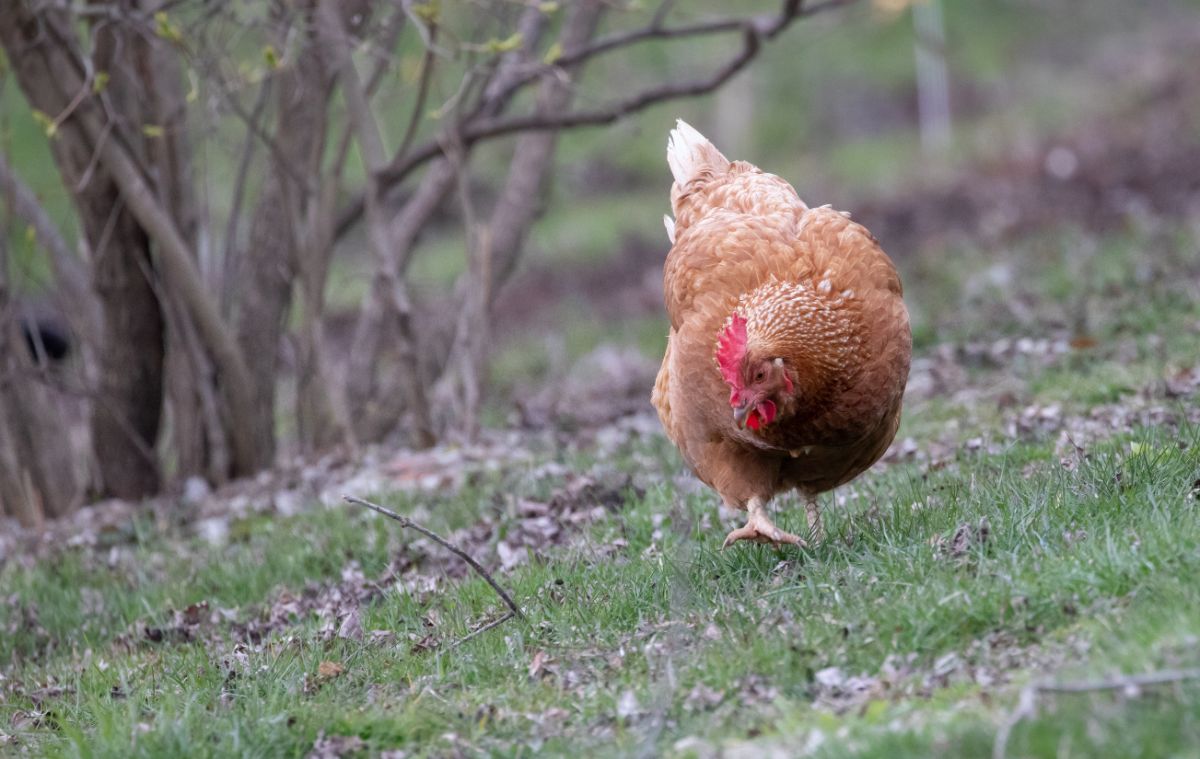 Lohman brown chicken in a backyard.