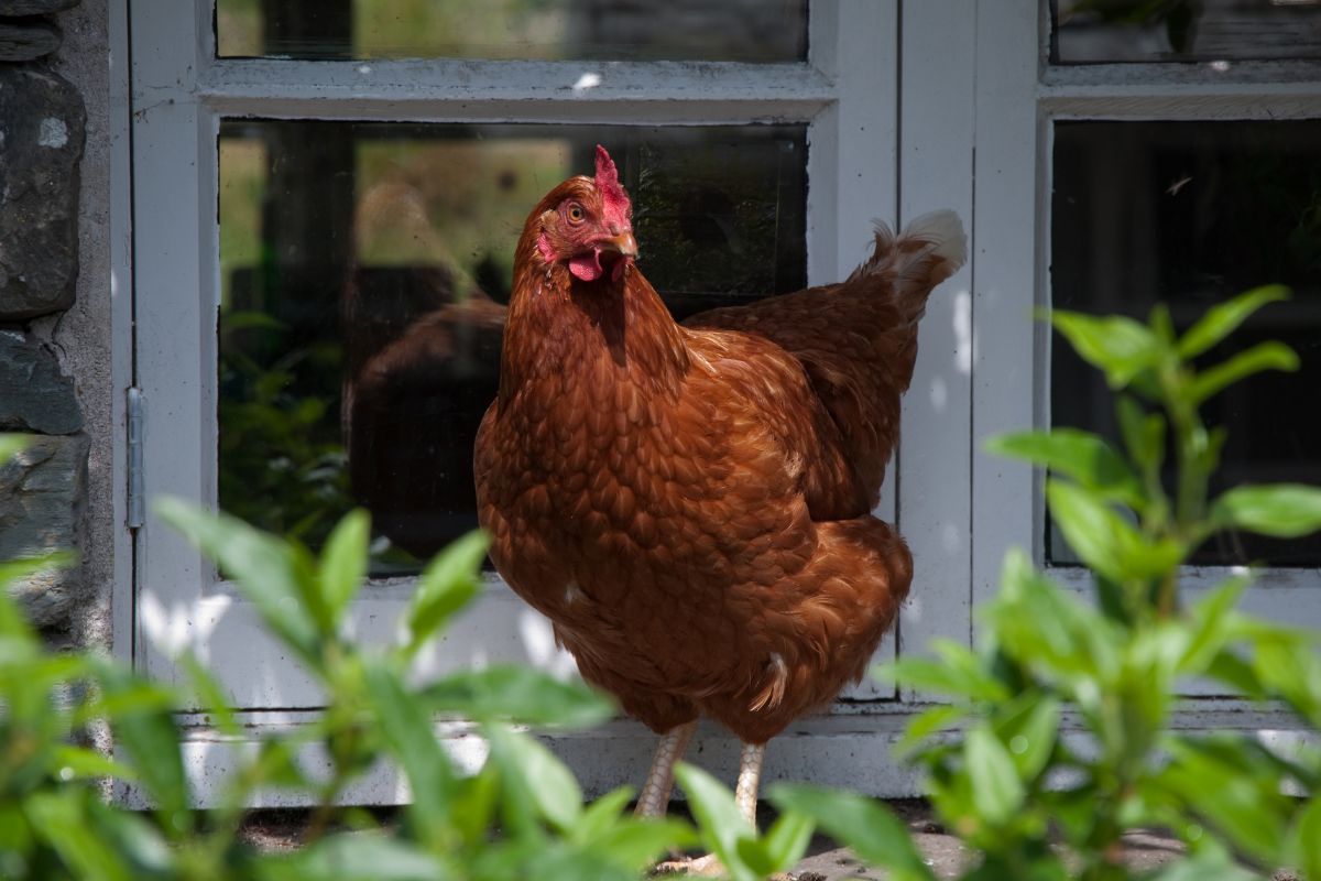 Rhode Island red chicken standing on a windowsill.