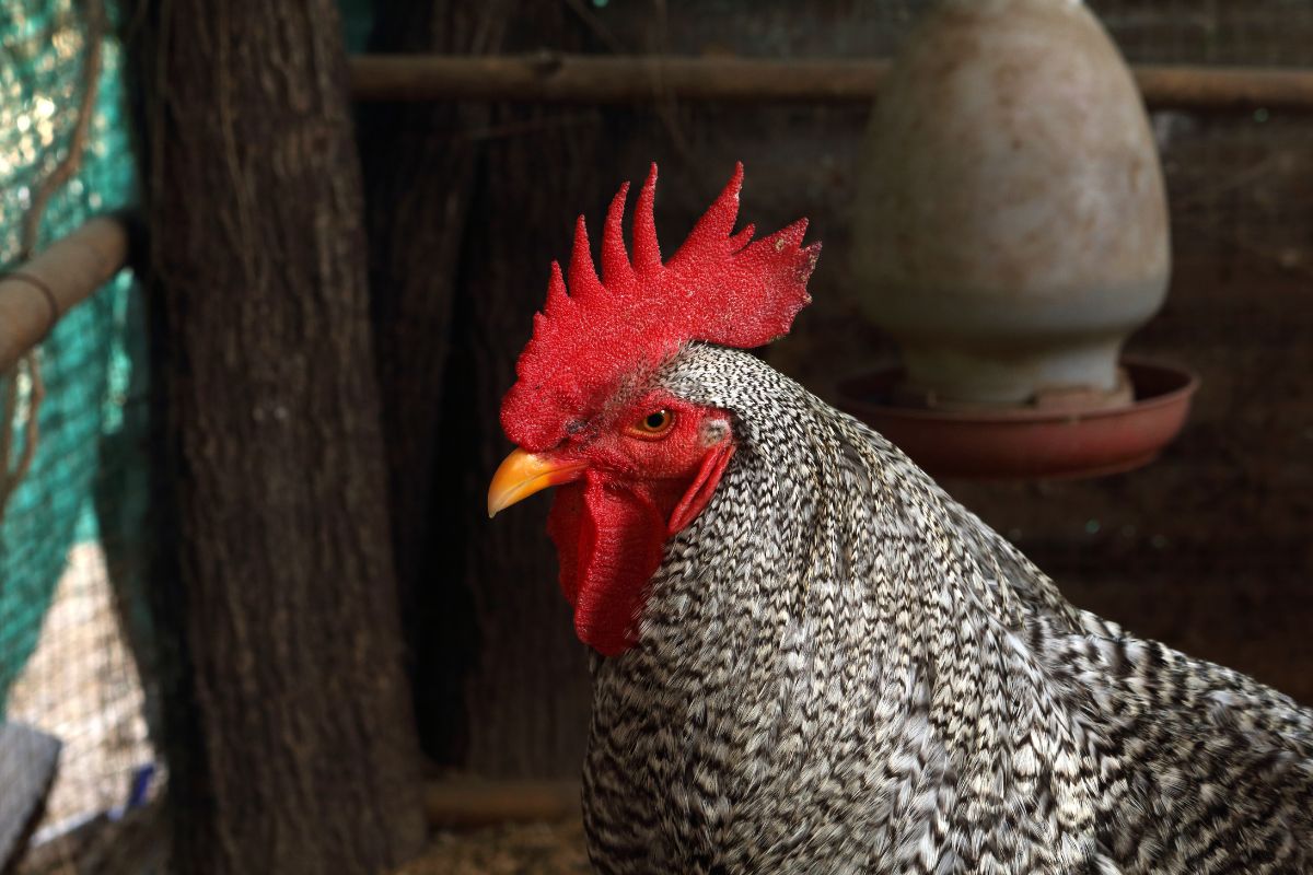 A close-up of a rooster head.