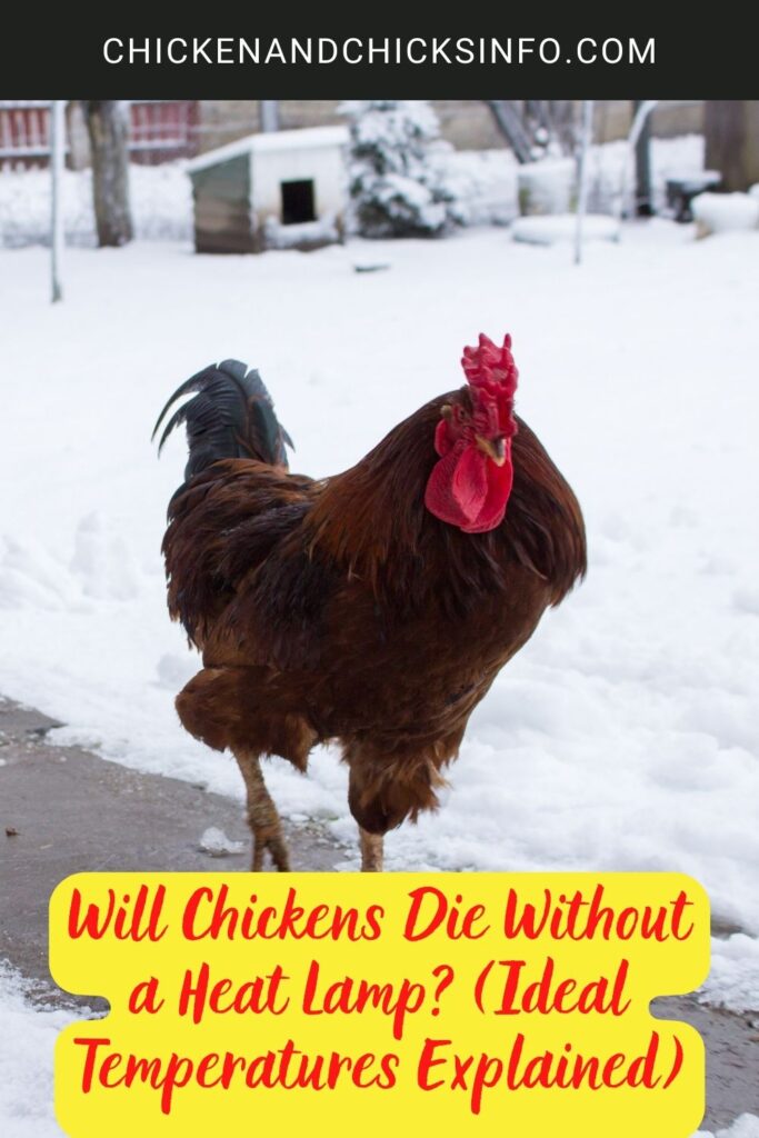 Will Chickens Die Without a Heat Lamp? (Ideal Temperatures Explained