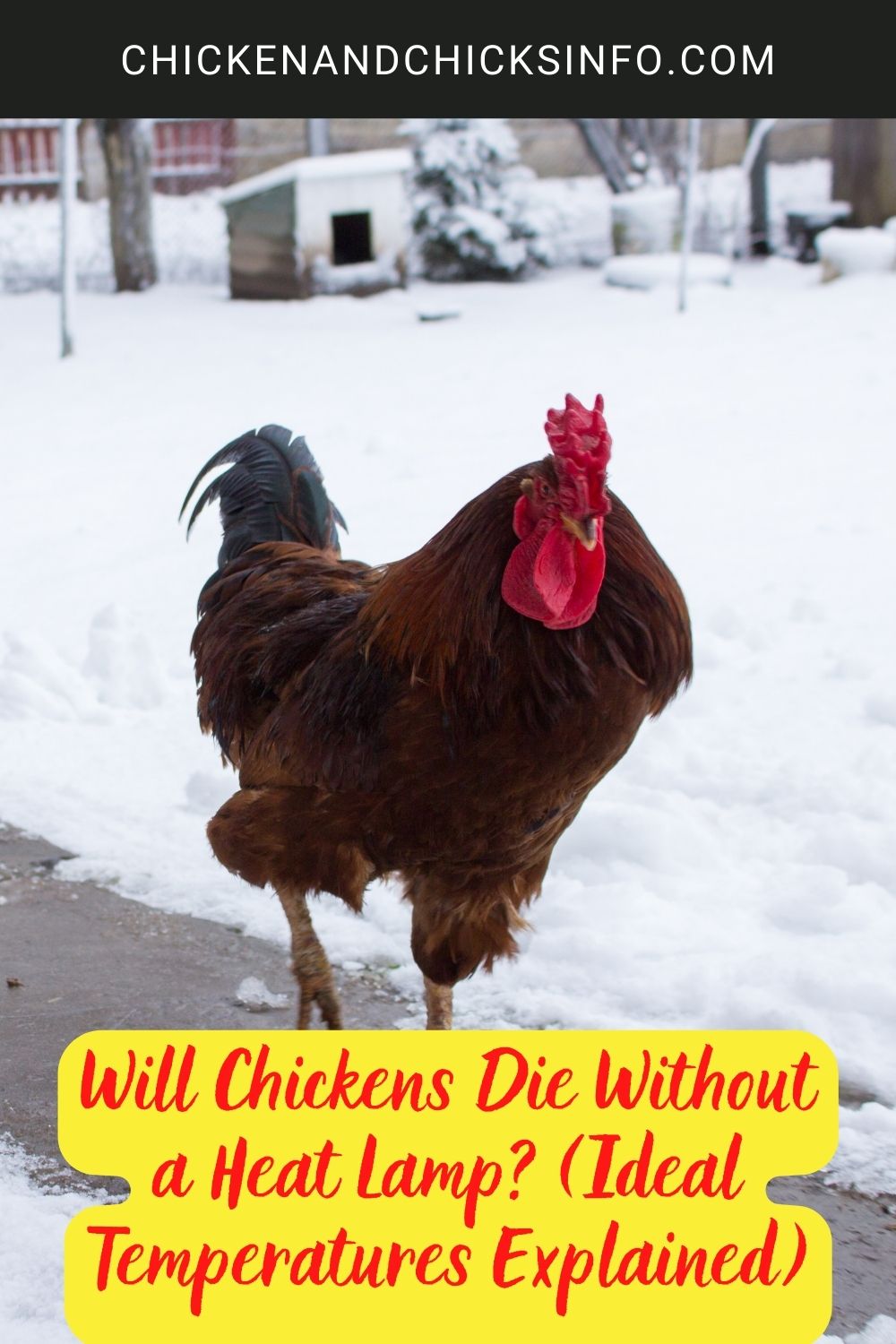 Will Chickens Die Without a Heat Lamp? (Ideal Temperatures Explained) poster.

