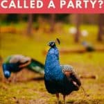 A Group Of Peacocks Is Called a Party