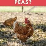 Can Chickens Eat Split Peas