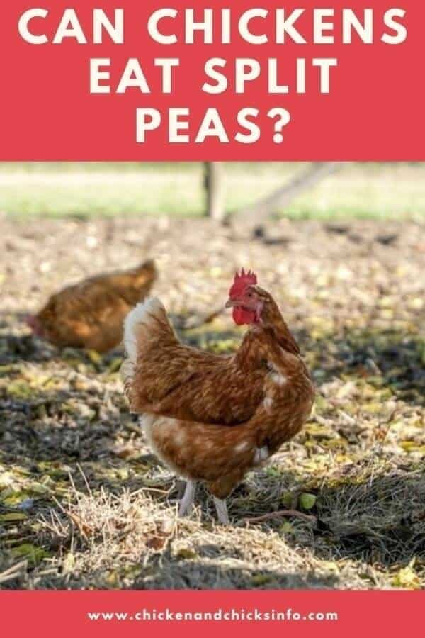 Can Chickens Eat Split Peas
