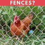 Can Chickens Fly Over Fences