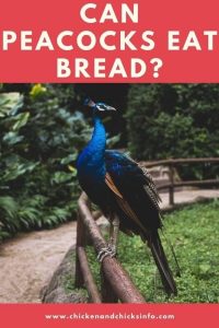 Can Peacocks Eat Bread