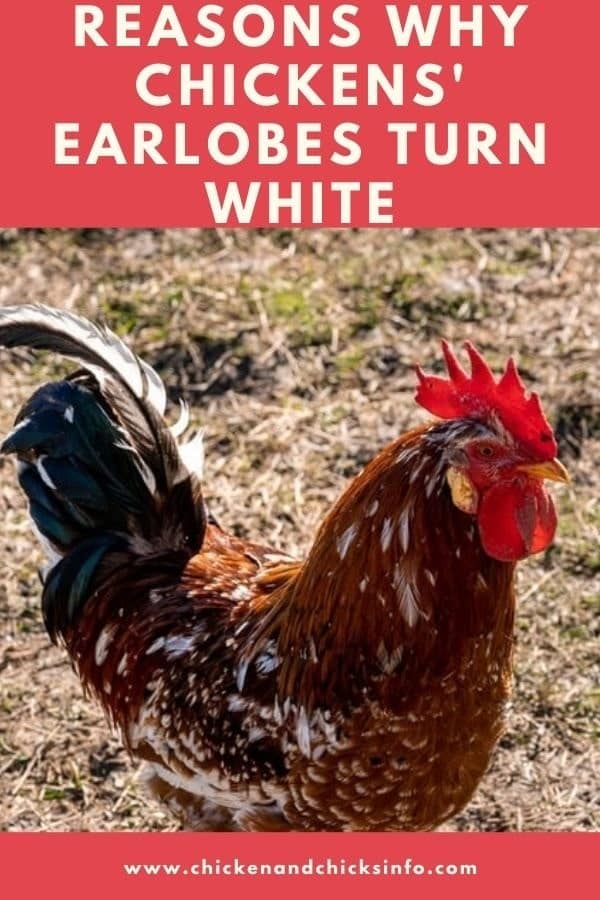 Chicken Earlobes Turning White