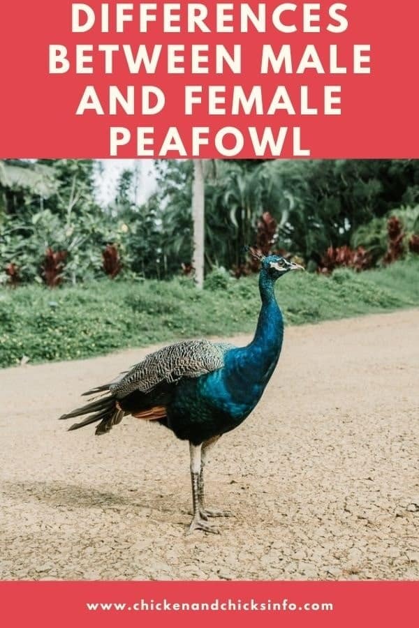 Difference Between Male and Female Peacock Pictures