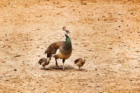 Difference Between Peacocks and Peahens