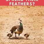 Do Female Peacocks Spread Their Feathers