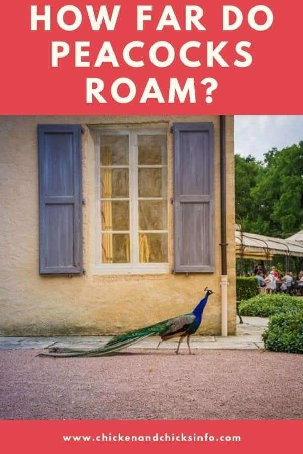 How Far Do Peacocks Roam? (Ideal Space Requirements) Chicken & Chicks